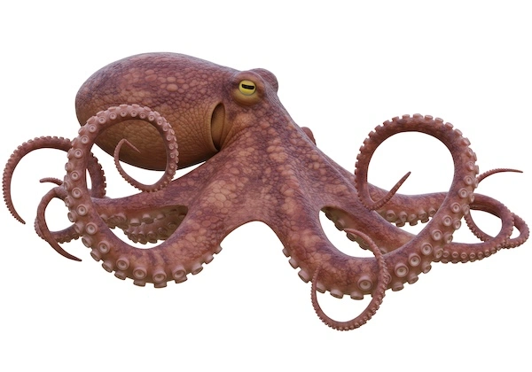a large octopus
